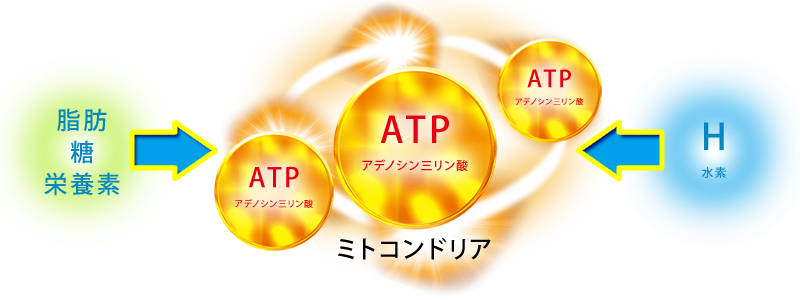 エバーグリーン heal by 水素健康館・生命エネルギーの立役者