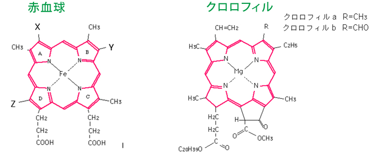 エバーグリーン heal by 水素健康館・赤血球とクロロフィル