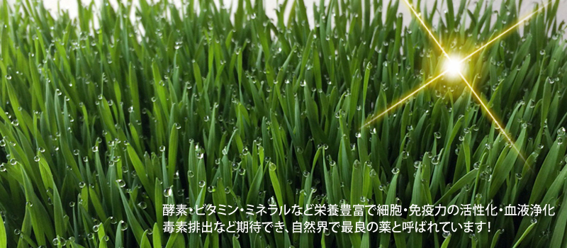 エバーグリーン heal by 水素健康館・ウイートグラス