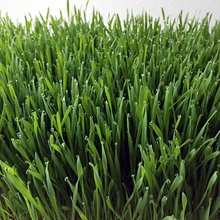 エバーグリーン heal by 水素健康館・ウイートグラス