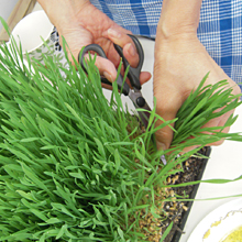 エバーグリーン heal by 水素健康館・ウイートグラス